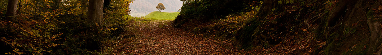 Foto vom Herbstwald